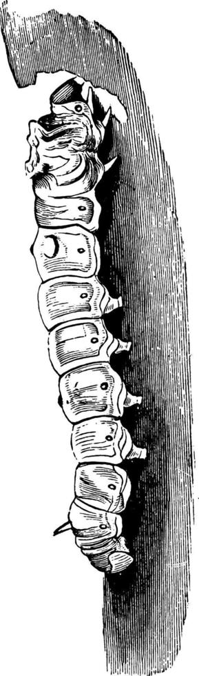 Gypsy Moth Caterpillar, vintage illustration. vector