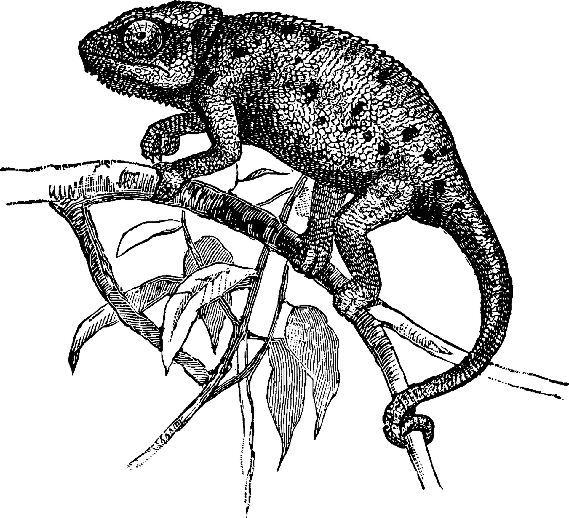 camaleón, chamaeleon vulgaris, ilustración vintage 13802394 Vector en