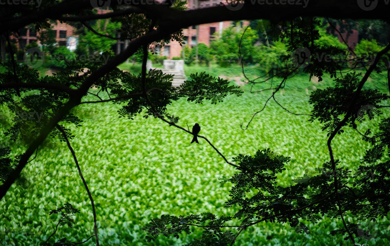 pájaro negro sentado en un brunch de fondo verde foto