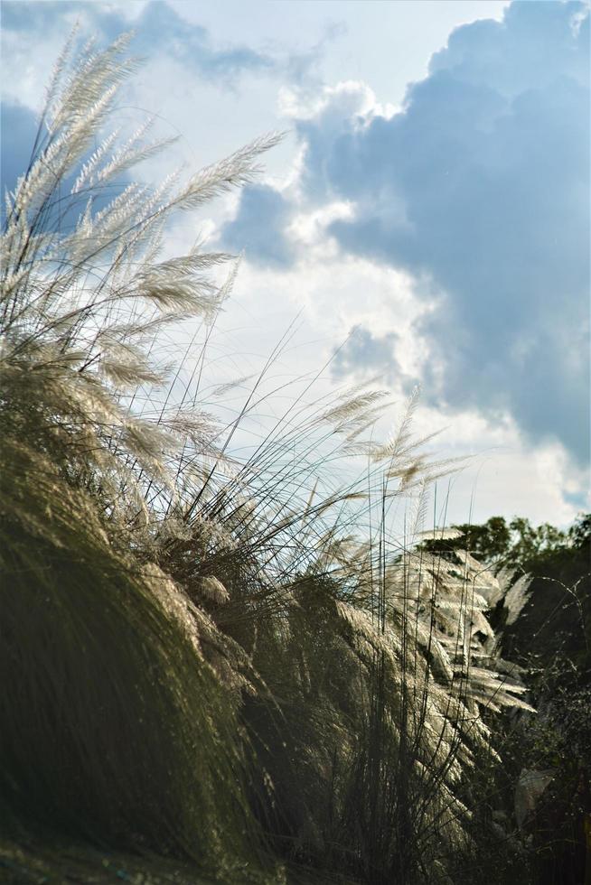 saccharum spontaneum planta bruja llamada kashful es la belleza del otoño foto