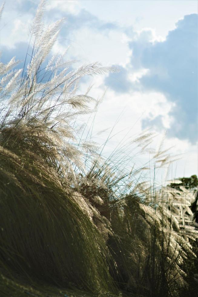 Saccharum spontaneum Plant witch called Kashful is the beauty of Autumn photo