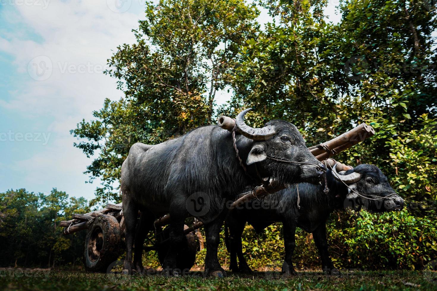 gran búfalo negro remolcando un carro a través de la jungla foto