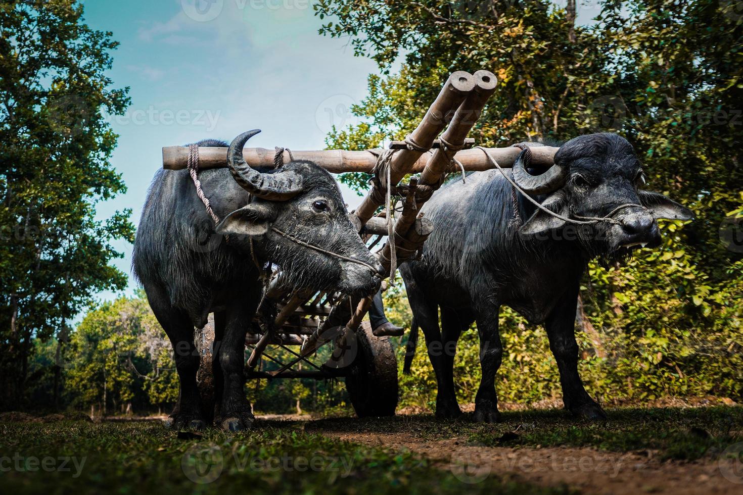 Big black buffalo towing a cart through the jungle photo