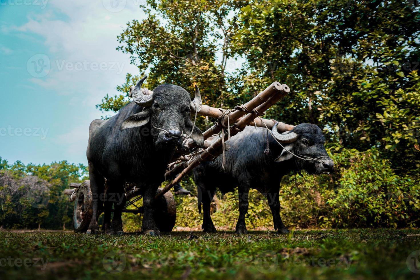 Big black buffalo towing a cart through the jungle photo