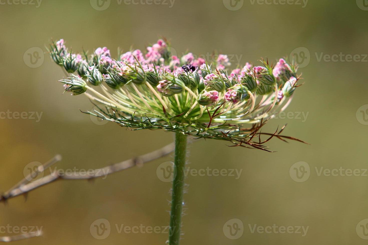 Wild carrot blooms in a forest clearing. photo