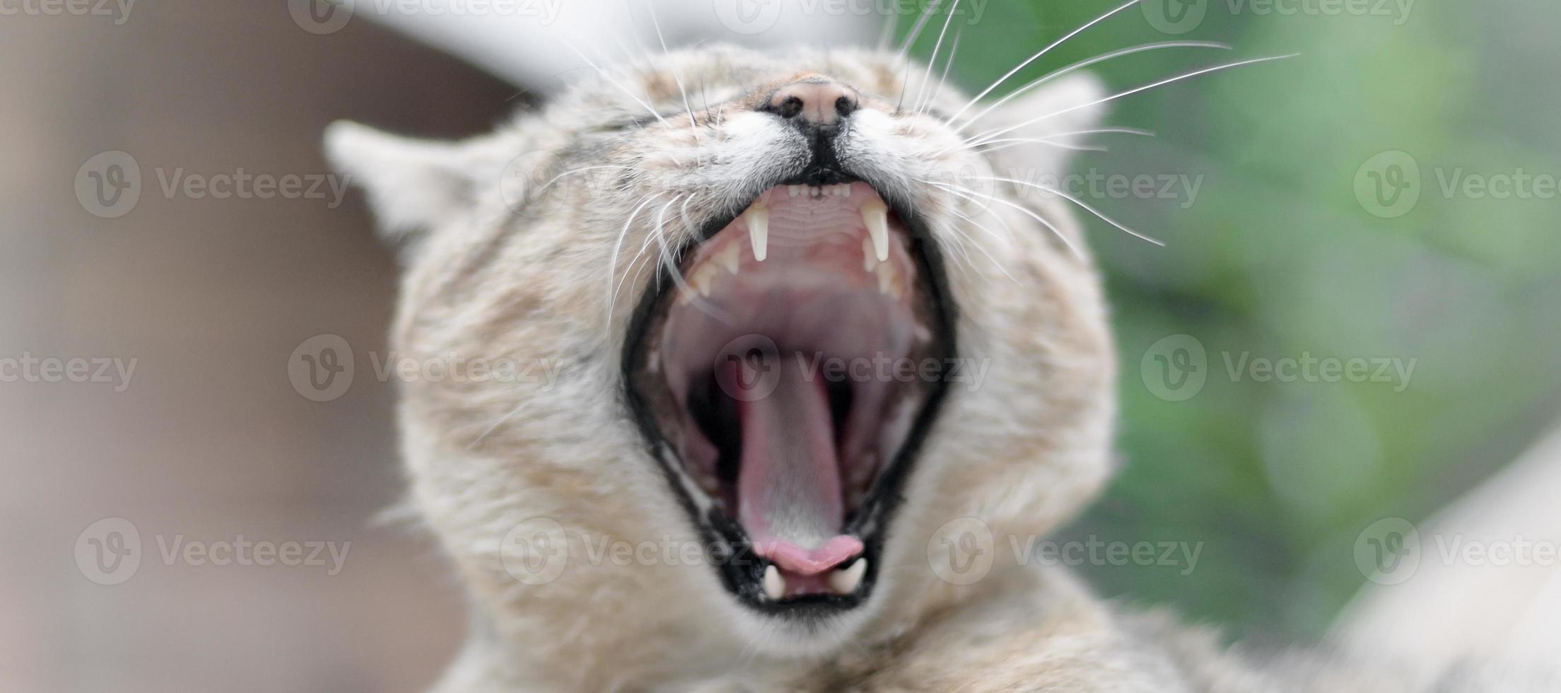 Brown tabby domestic cat yawning on blurred green yard photo