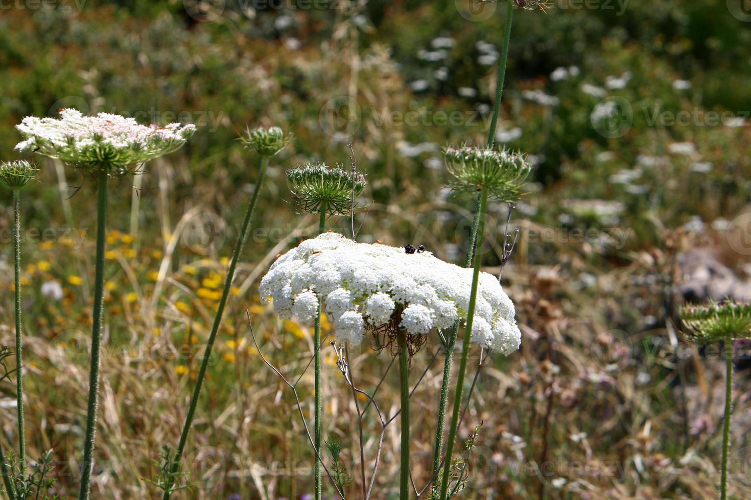 Wild carrot blooms in a forest clearing. photo