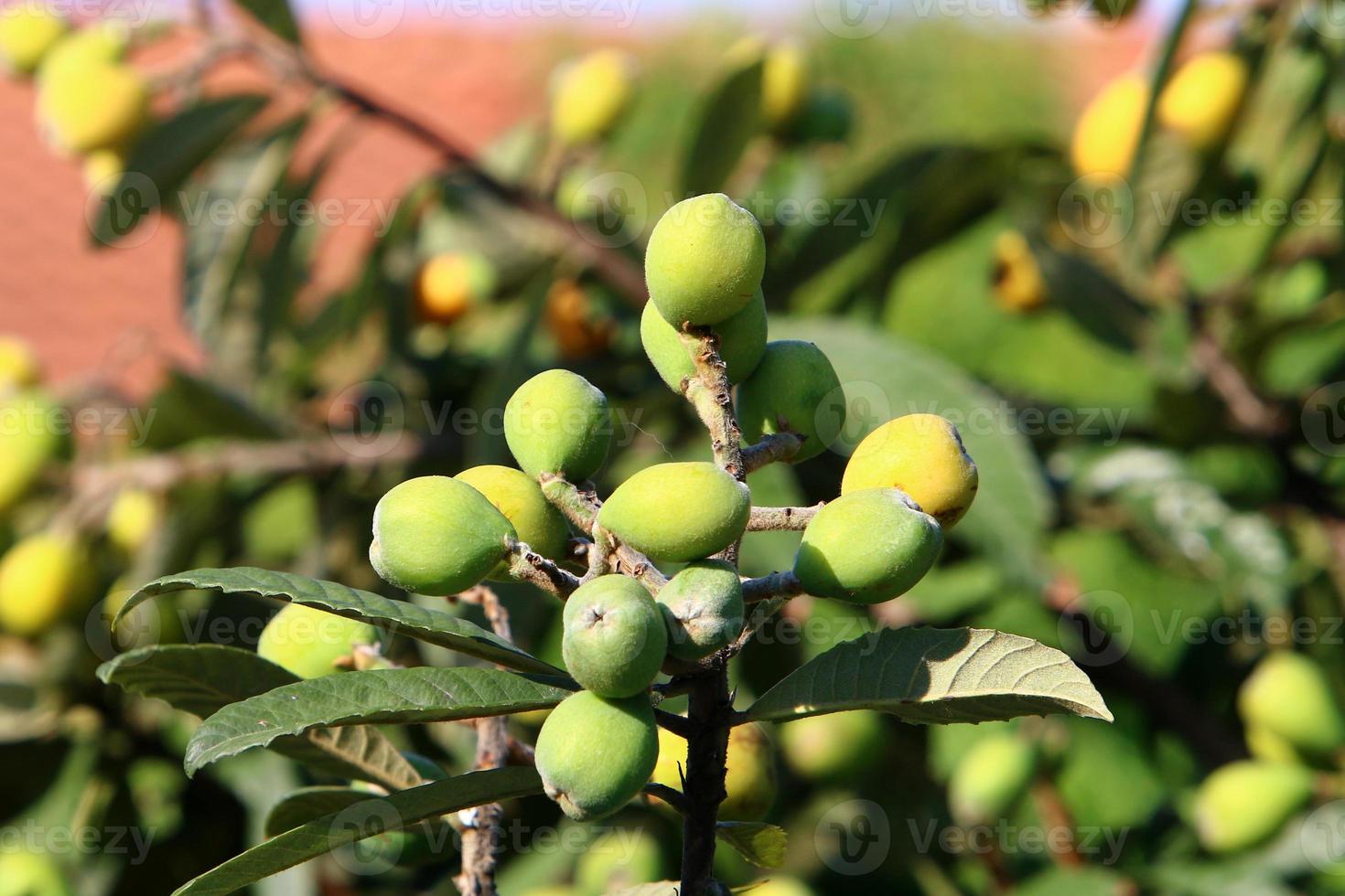 el níspero japonés madura en un árbol en un parque de la ciudad en el norte de israel. foto