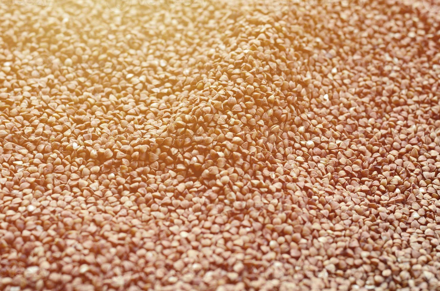 Background texture of a large pile of buckwheat. Many buckwheat grains close-up in daylight photo
