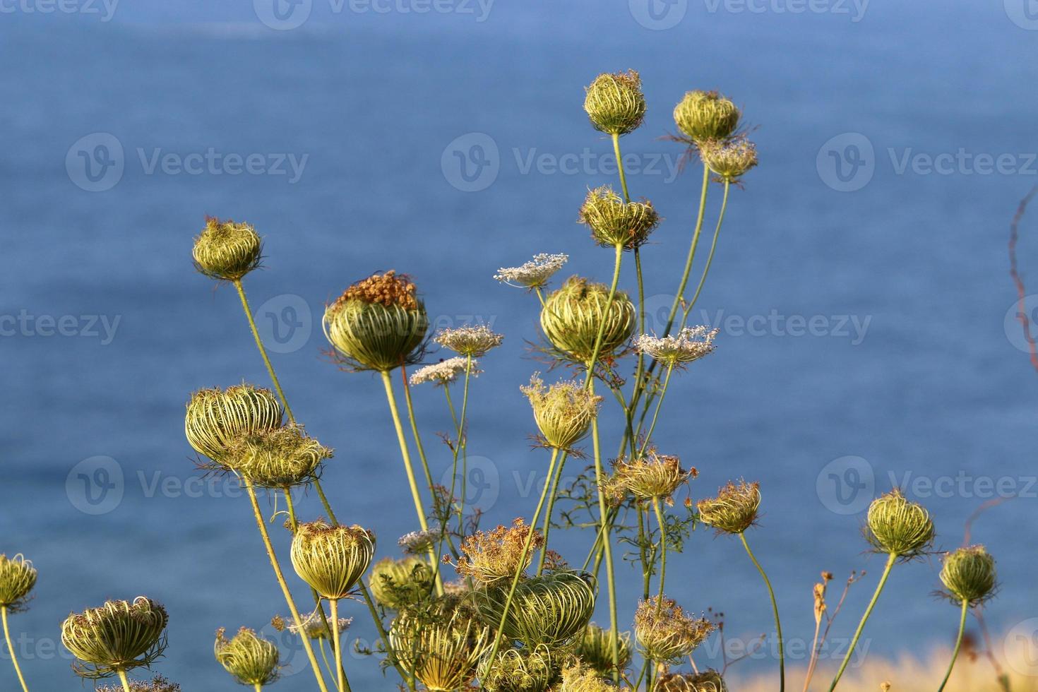 Wild carrot blooms in a forest clearing. photo