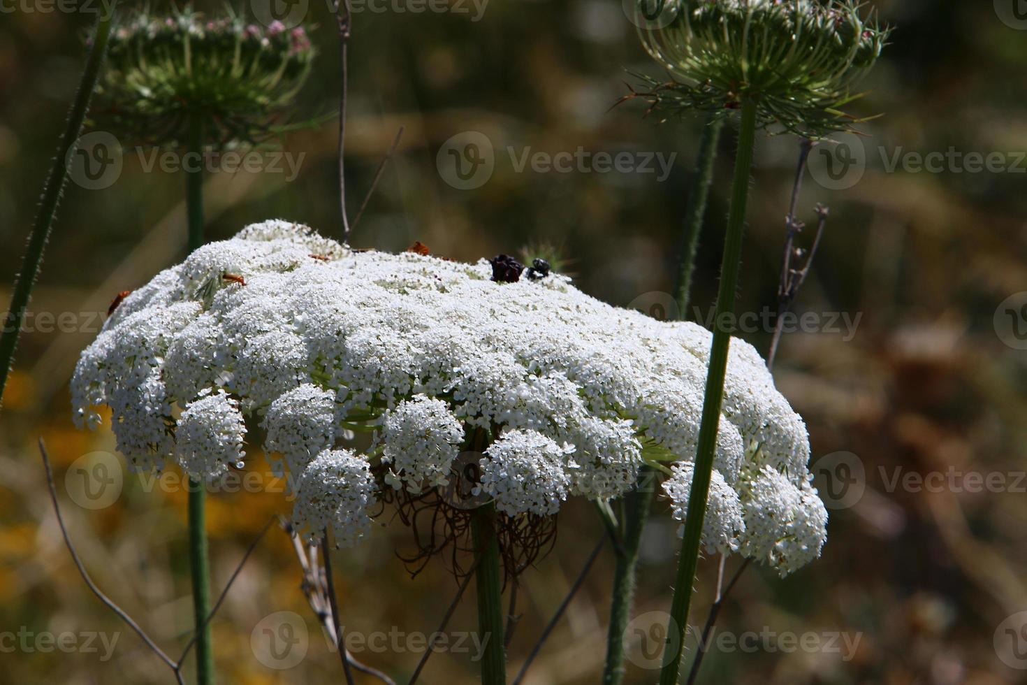 Wild carrot blooms in a forest clearing. photo