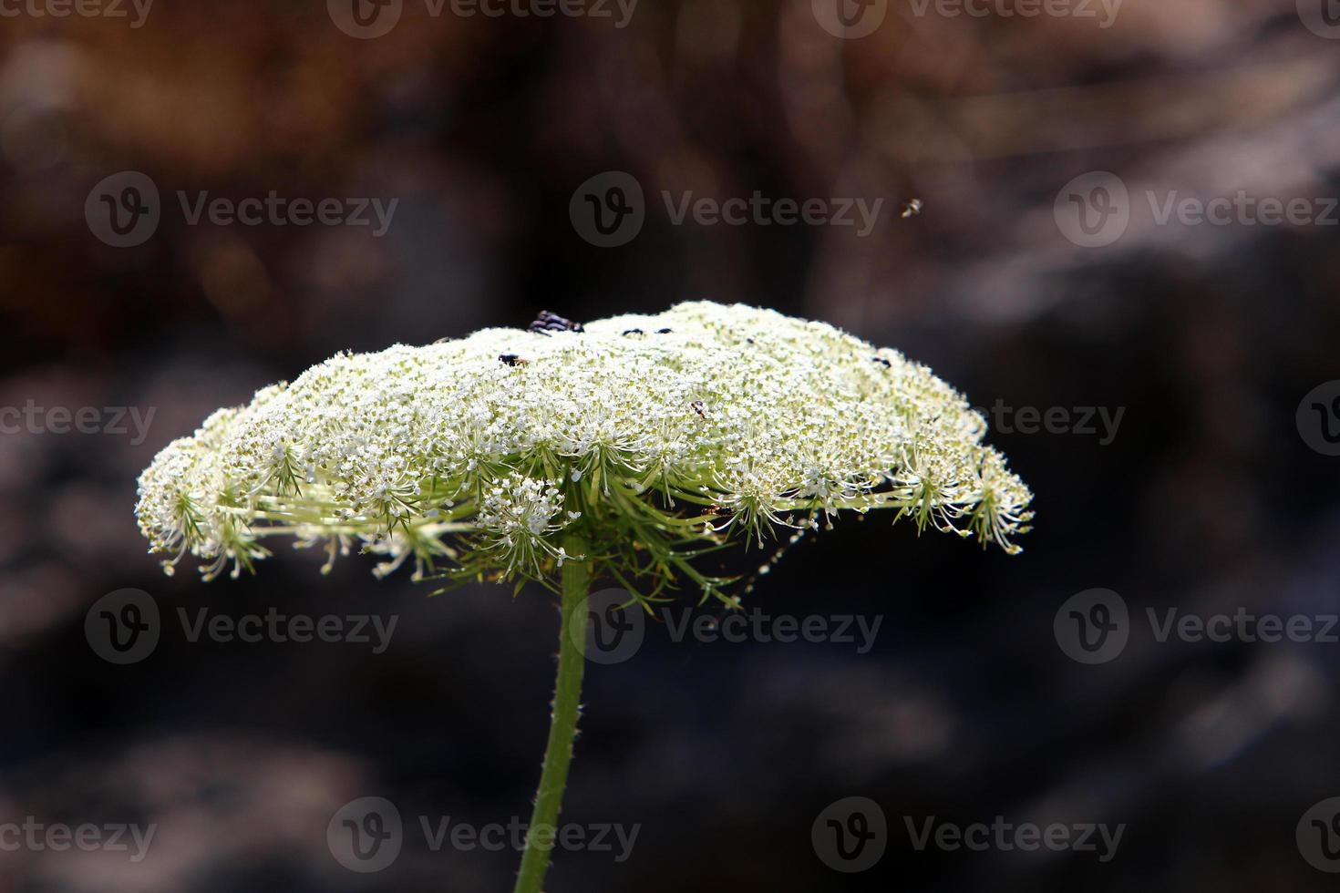 Wild carrot blooms in a forest clearing. photo