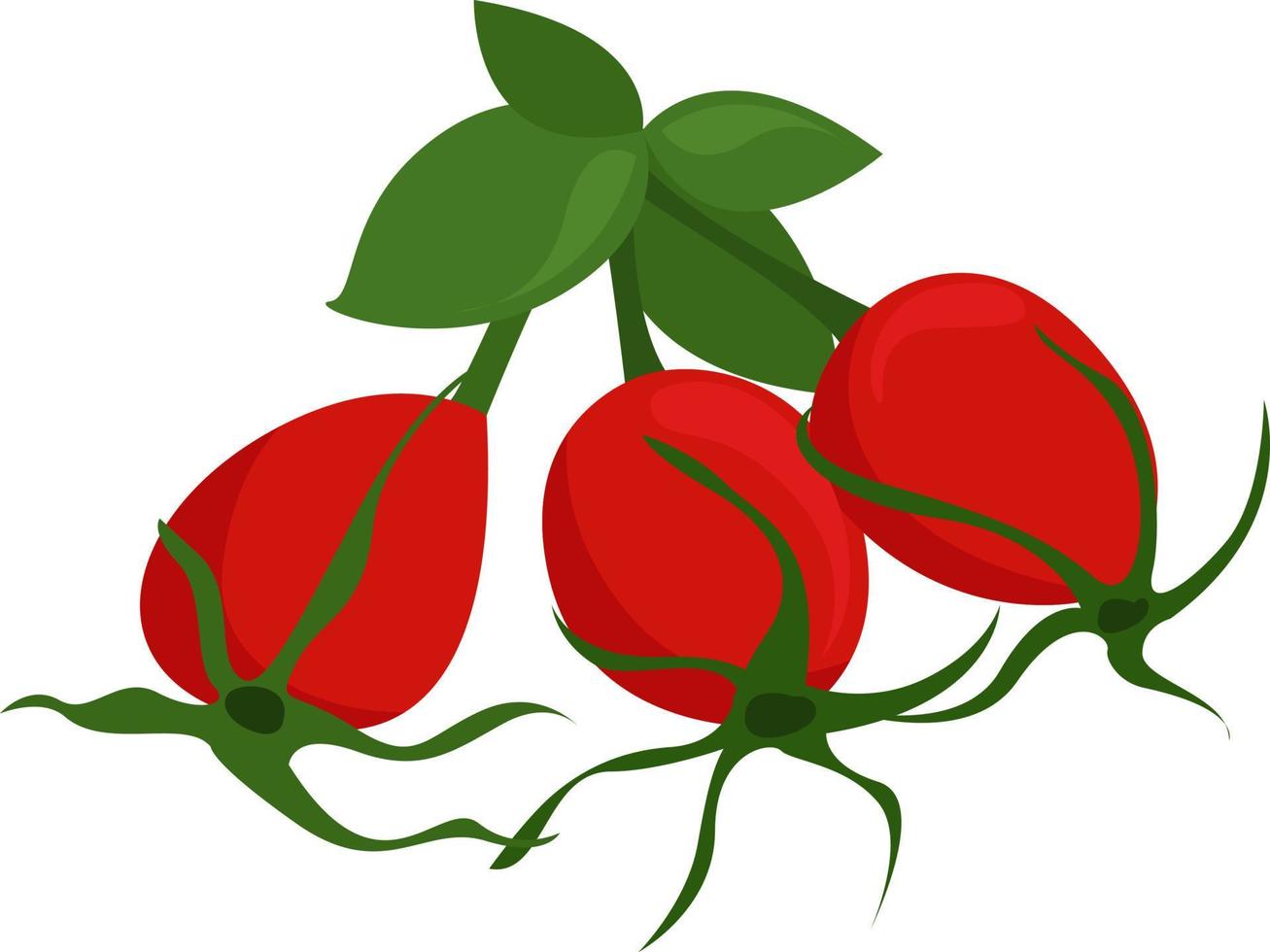 Rose hip, illustration, vector on white background