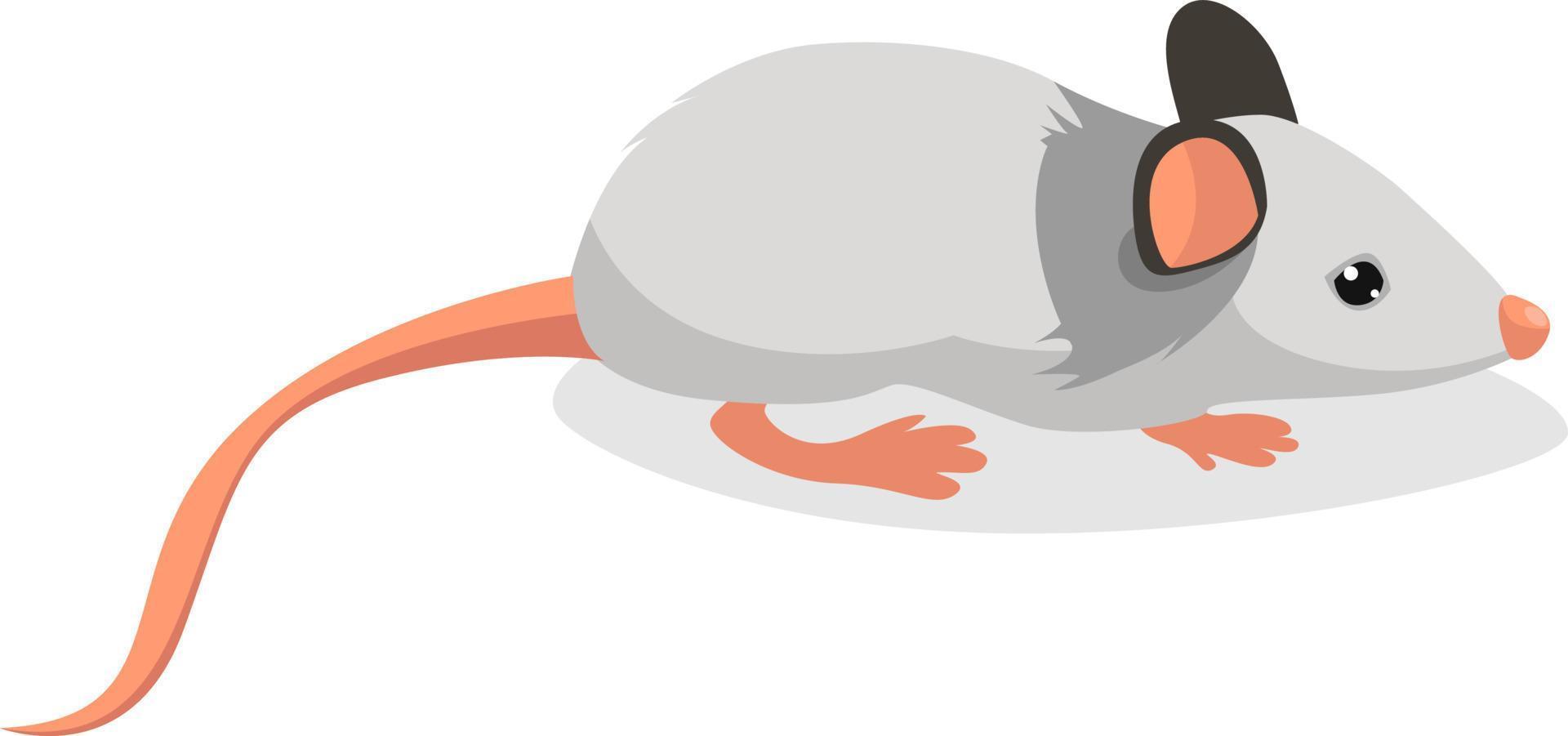 ratón blanco, ilustración, vector sobre fondo blanco