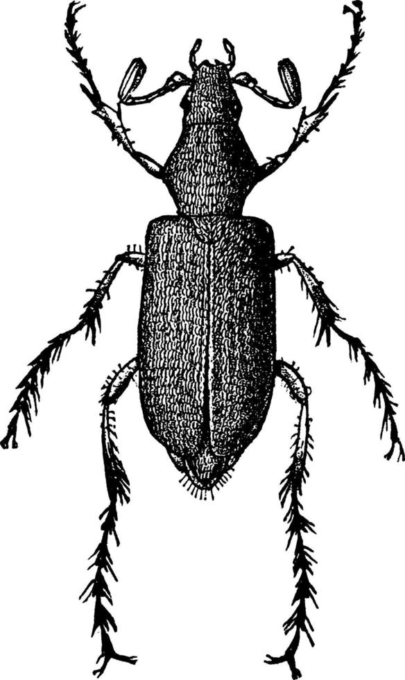 Rose Chafer, vintage illustration. vector