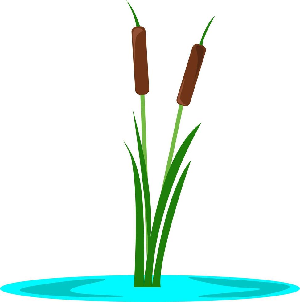 Cattail, illustration, vector on white background.