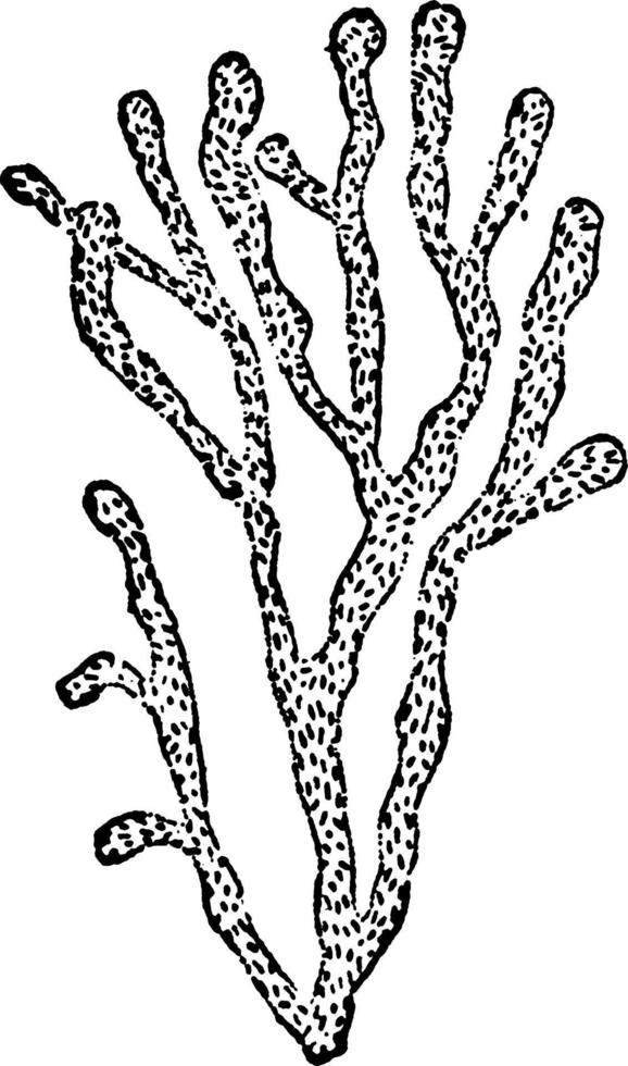 myconostoc, ilustración antigua. vector