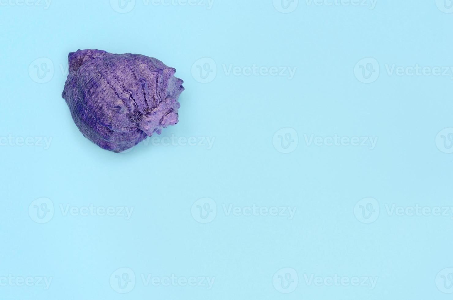 Violet sea shell lie on texture background of fashion pastel blue color paper photo