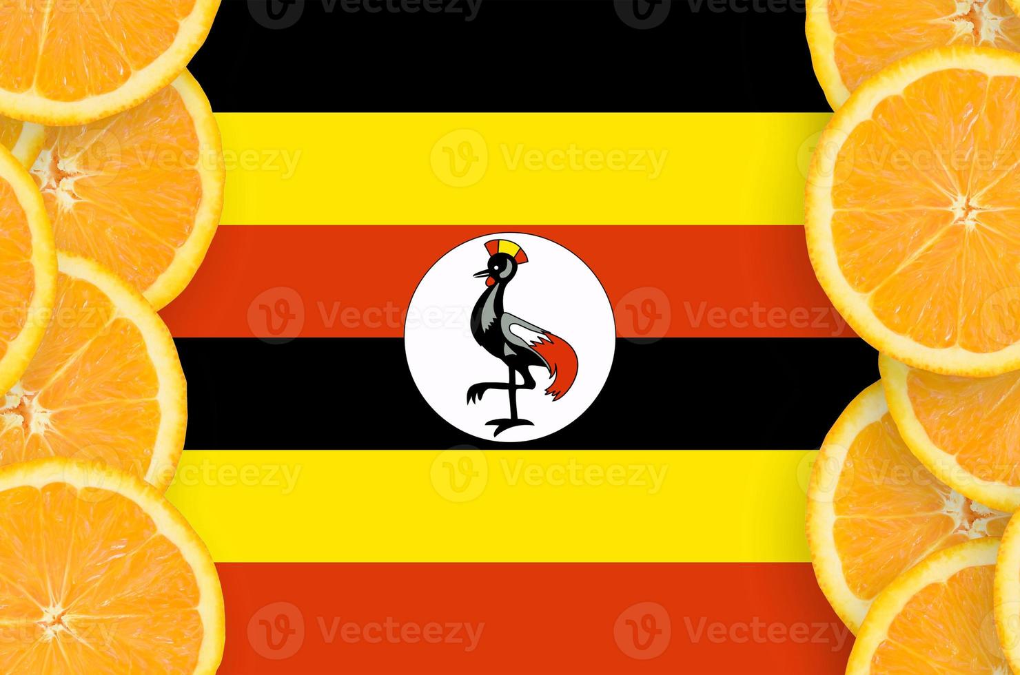 Uganda flag in citrus fruit slices vertical frame photo