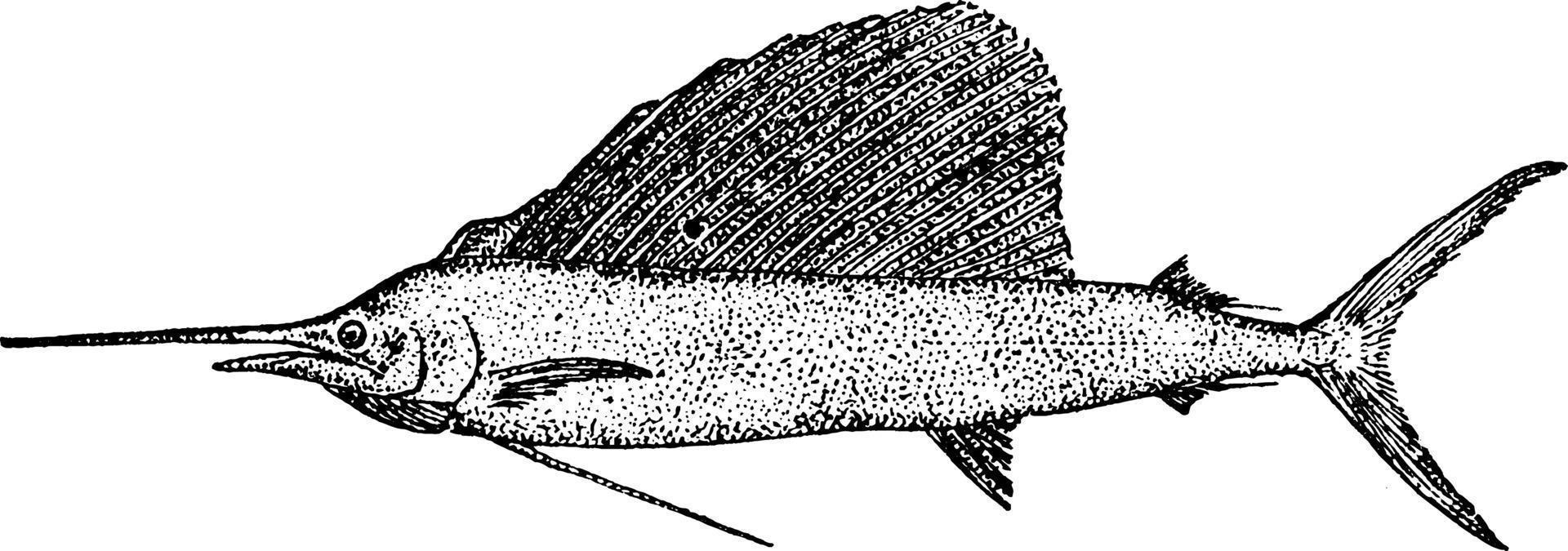 Sailfish, vintage illustration. vector