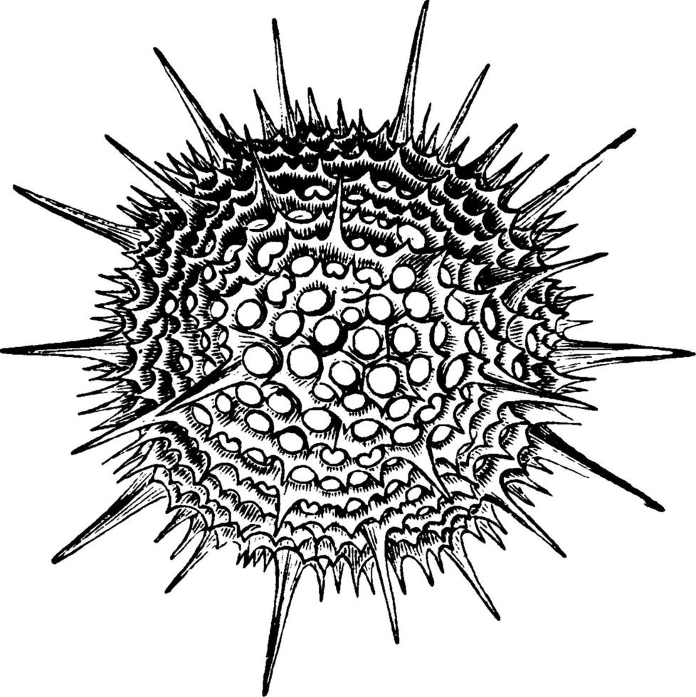 Radiolarian, vintage illustration. vector