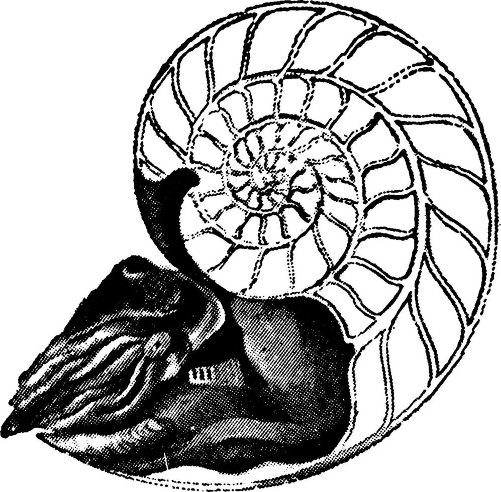 Nautilus nacarado, ilustración vintage. vector