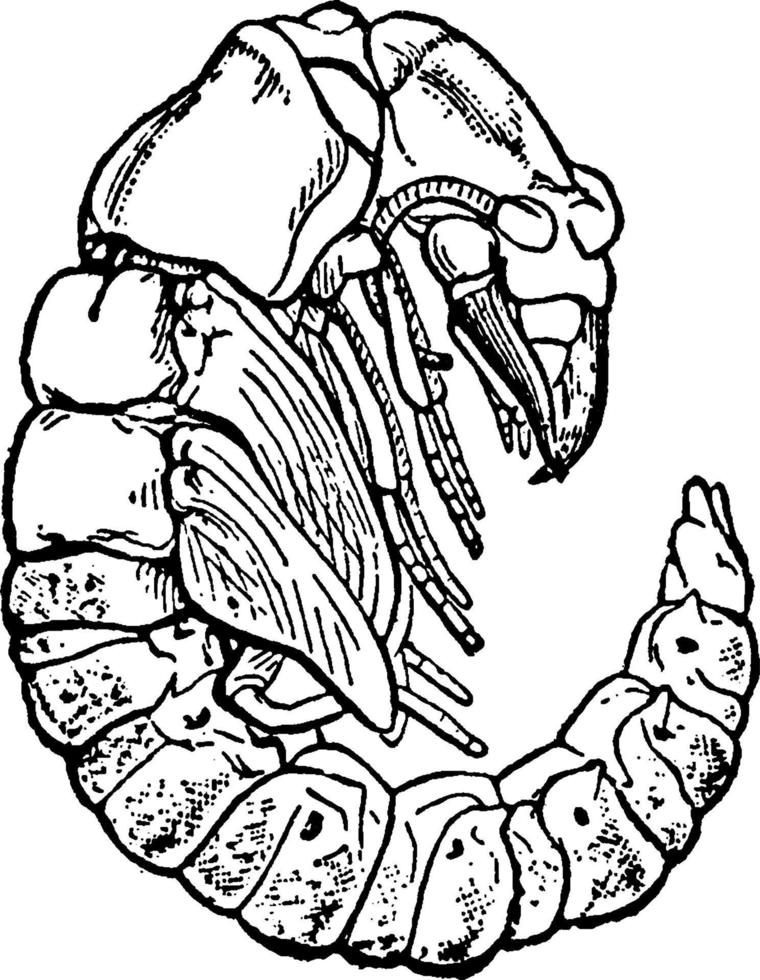 Hellgrammite, vintage illustration. vector