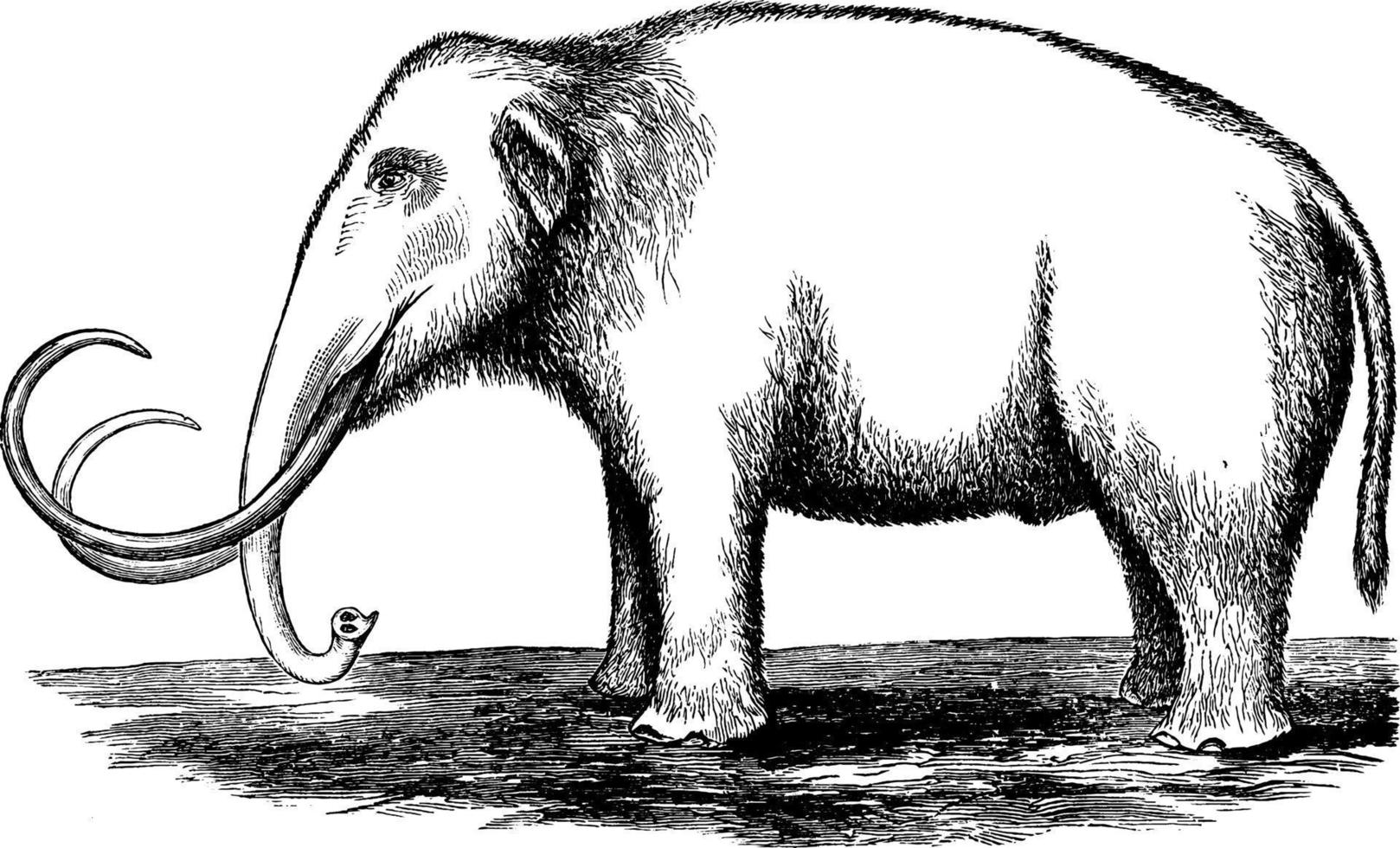 Mammoth Mammuthus, vintage illustration 13805018 Vector Art at Vecteezy