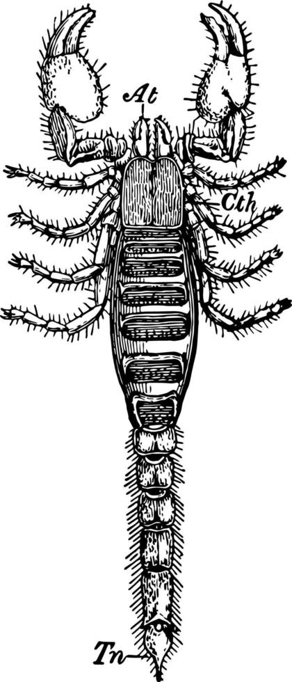 ilustración vintage de escorpión de roca negra. vector