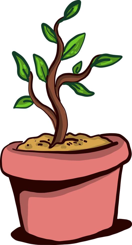 ZZ plant in pot , illustration, vector on white background