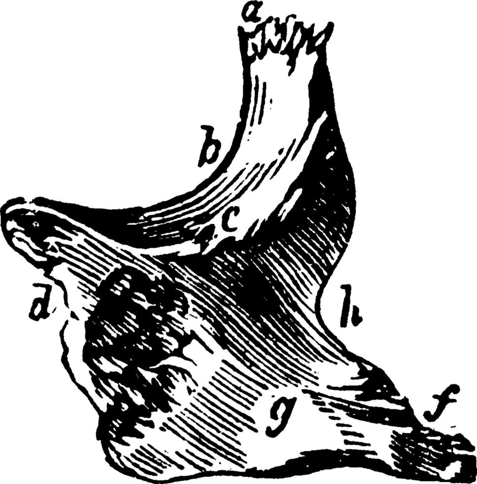 Malar Bone, vintage illustration. vector