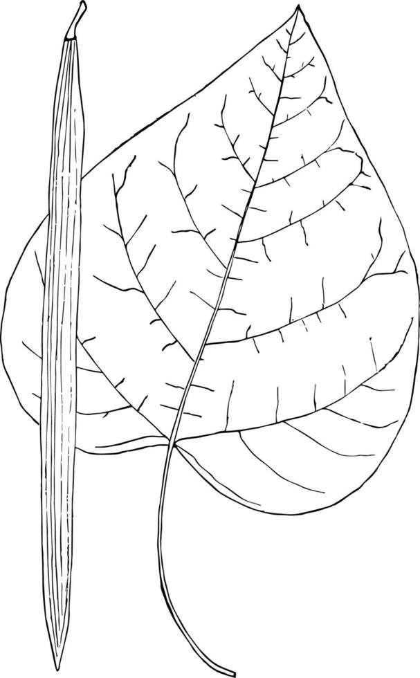 género catalpa, scop., walt. ilustración vintage catalpa. vector