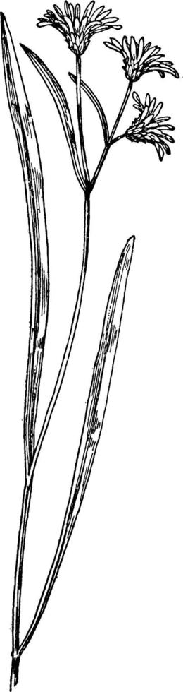 Aster tenuifolius vintage illustration. vector