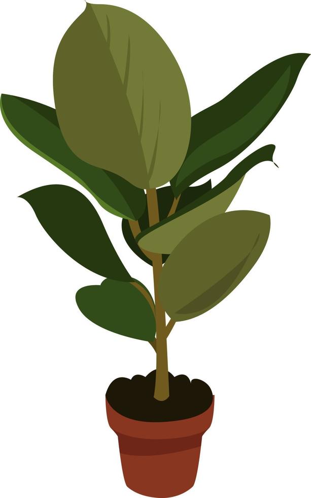 Ficus en maceta, ilustración, vector sobre fondo blanco