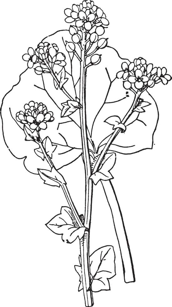 Scurvey Grass vintage illustration. vector