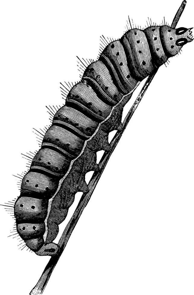 Caterpillar of the Luna Moth, vintage illustration. vector