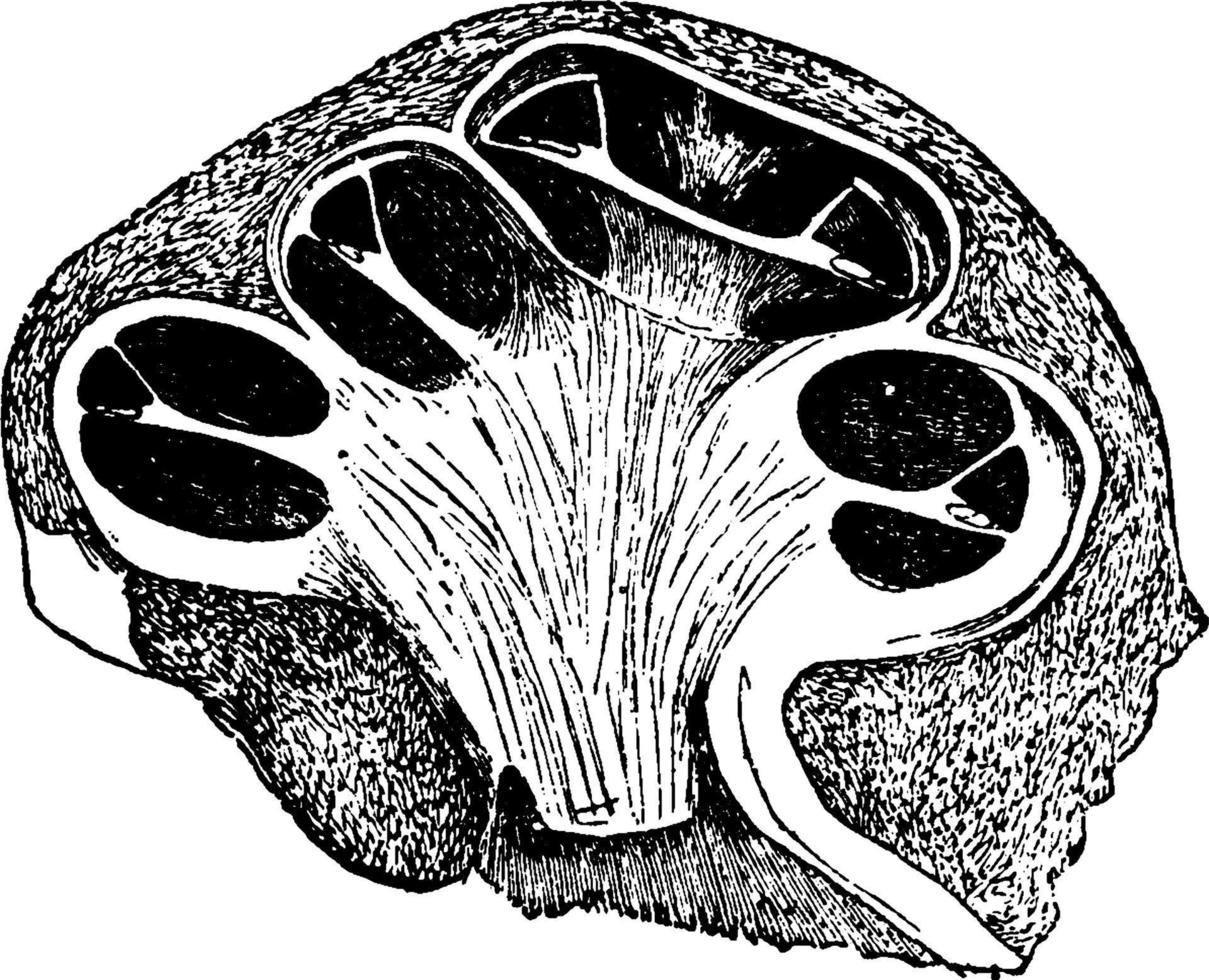 The Cochlea of the Ear, vintage illustration vector