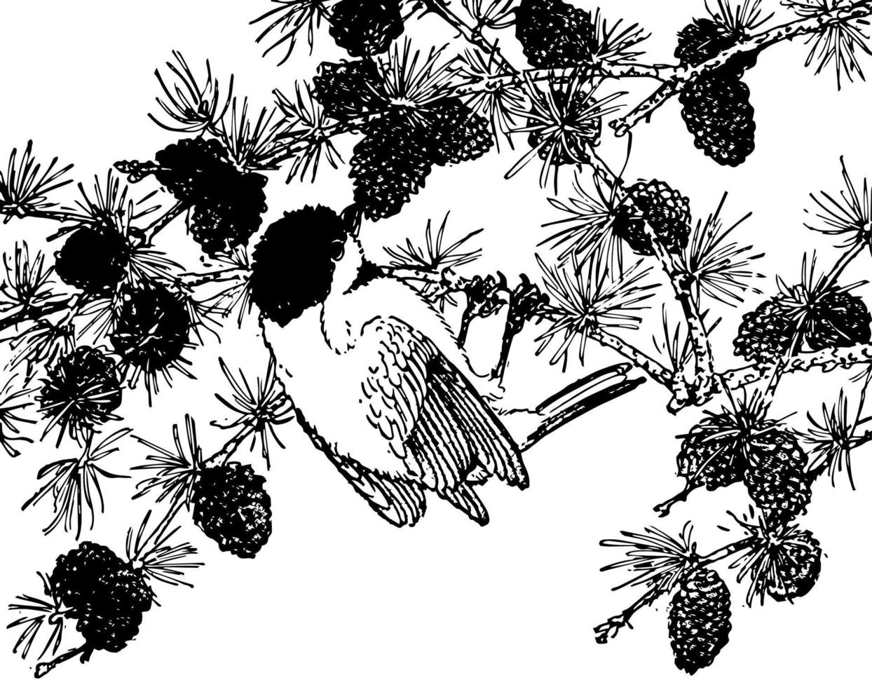 Chickadee, vintage illustration. vector