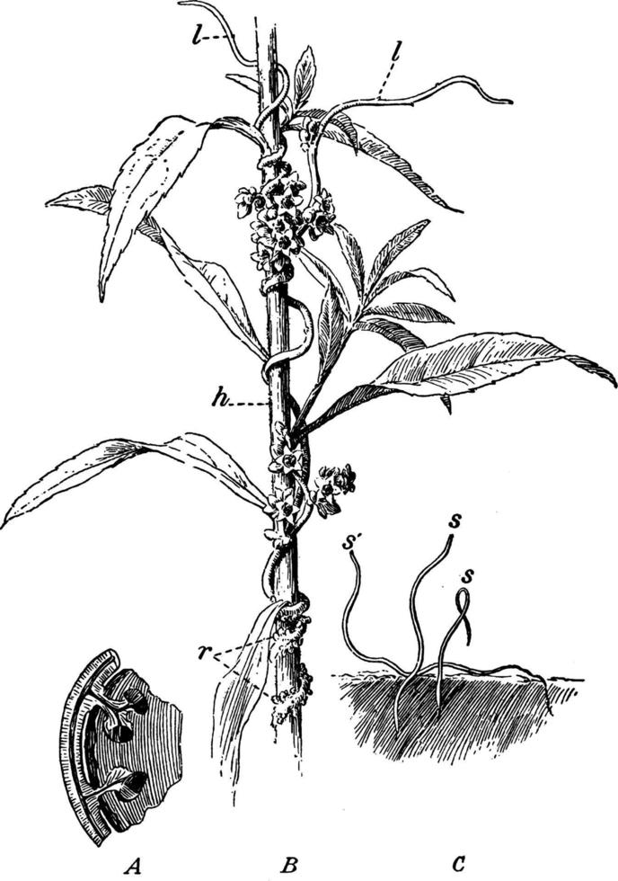 Dodder on Golden Rod vintage illustration. vector