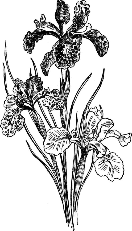 Iris vintage illustration. vector