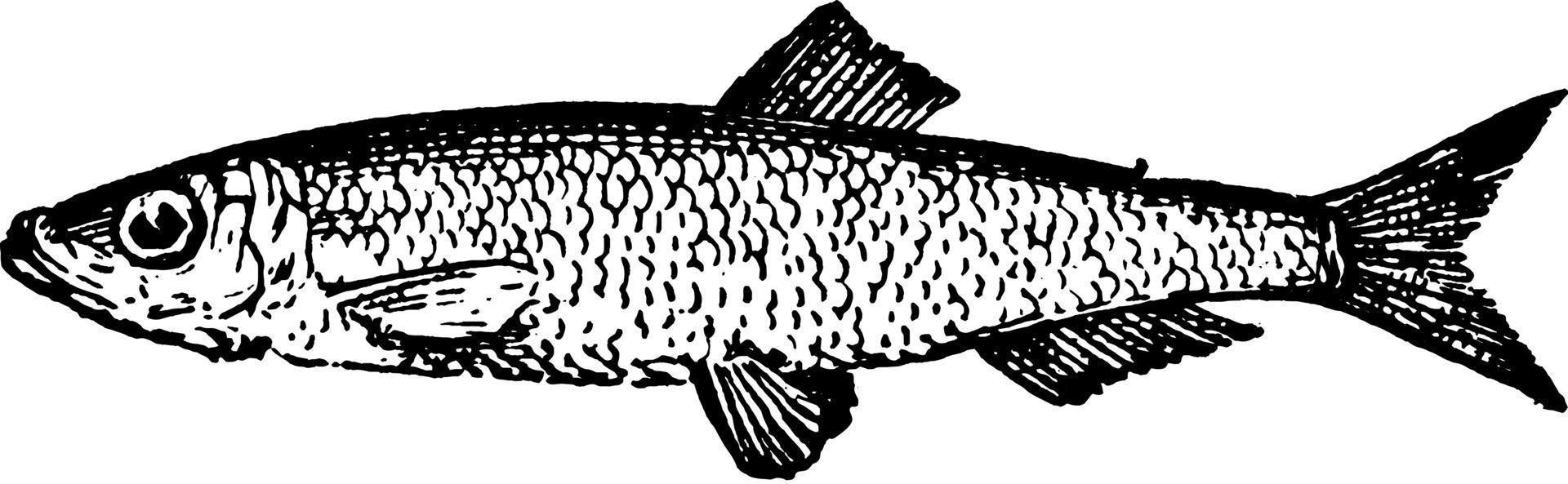 Sprat or Clupra sprattus, vintage illustration. vector