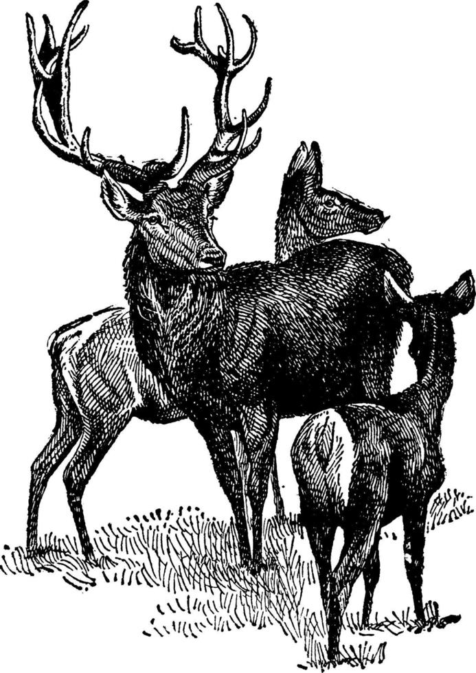 Stag or Red Deer, vintage illustration. vector