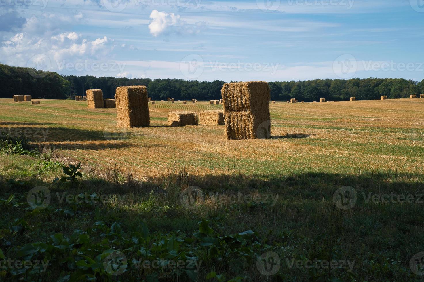 Straw bales on a harvested wheat field. Food supply. Agriculture to feed humanity photo