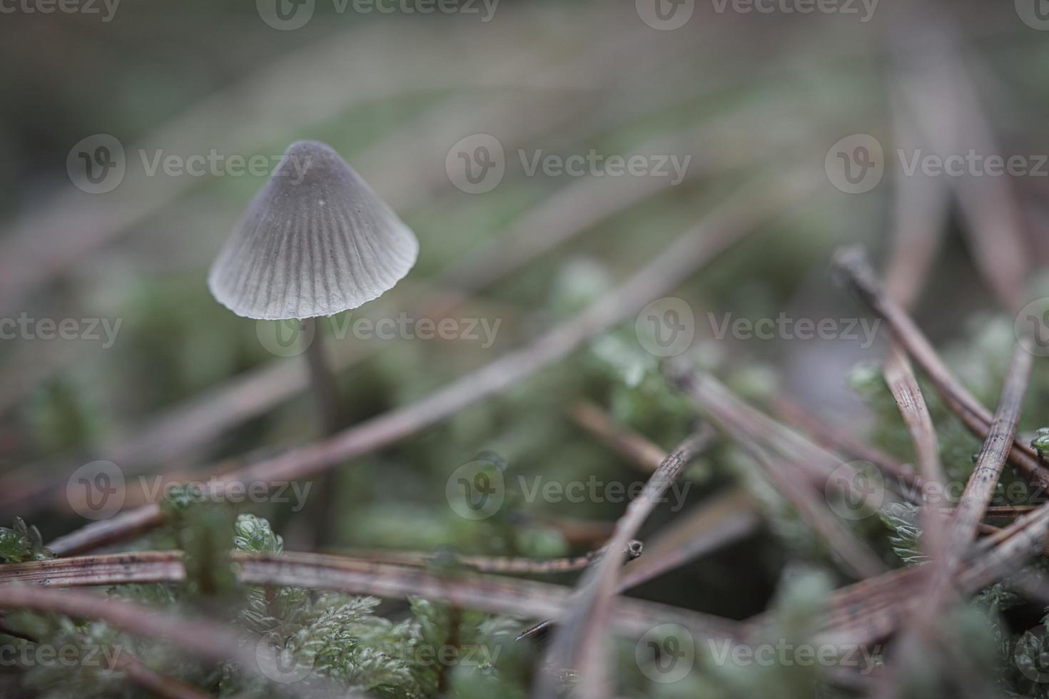 a filigree little mushroom on the forest floor in soft light. Macro shot nature photo