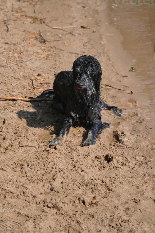 retrato de un perro goldendoodle. el perro está tirado en la playa con rizado húmedo foto