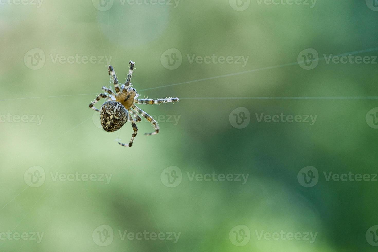 araña cruzada arrastrándose sobre un hilo de araña. susto de halloween un cazador útil entre foto