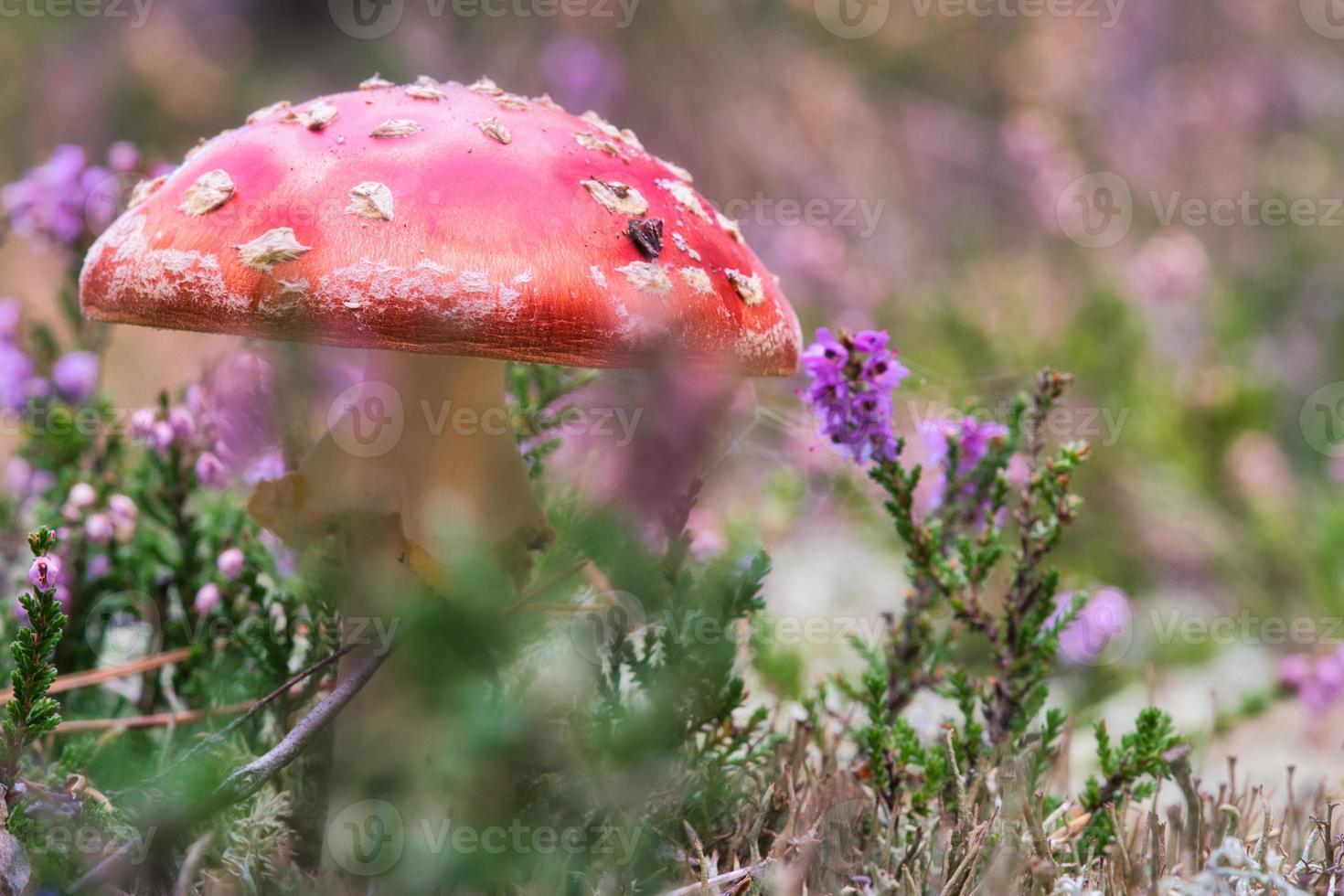 Toadstool in a heather field in the forest. Poisonous mushroom. Red cap, white spot photo