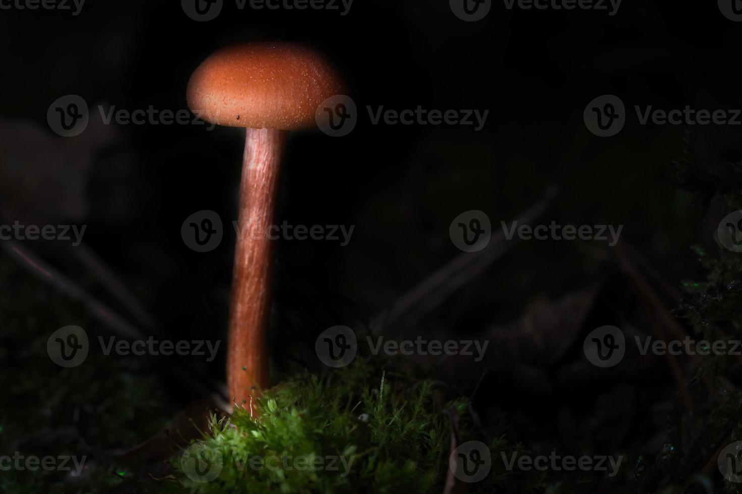 Orange filigree mushrooms in moss on forest floor. Macro view from the habitat. photo