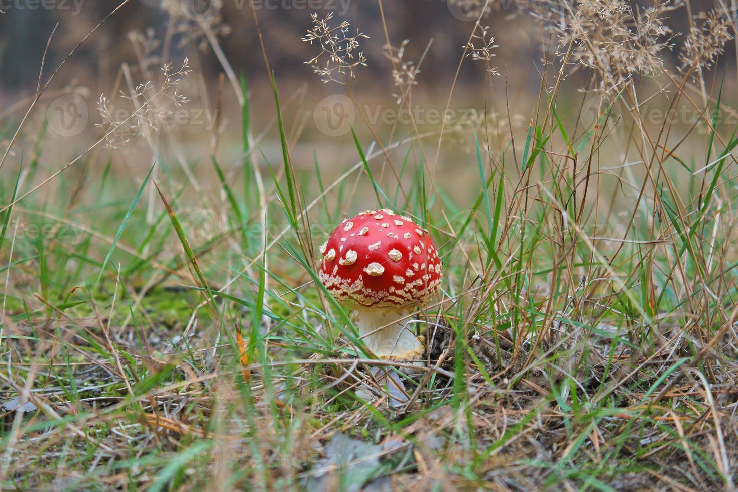 Toadstool at the bottom of a coniferous forest in the woods. Poisonous mushroom photo