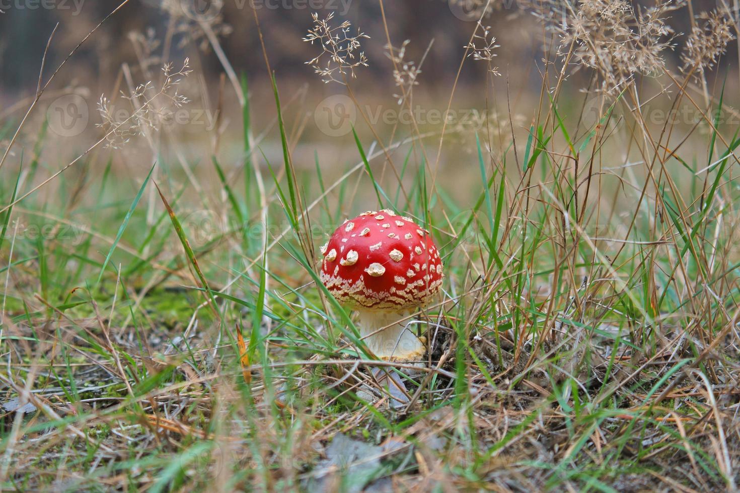 seta venenosa en el fondo de un bosque de coníferas en el bosque. hongo venenoso foto